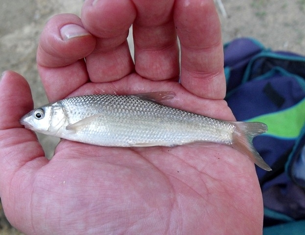 Barbus (Luciobarbus) graellsii